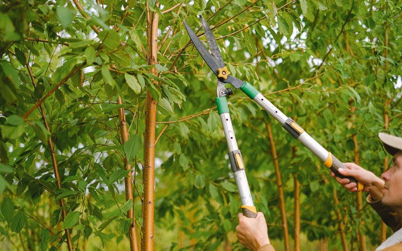 Tree trimming in Cotton Plant, AR