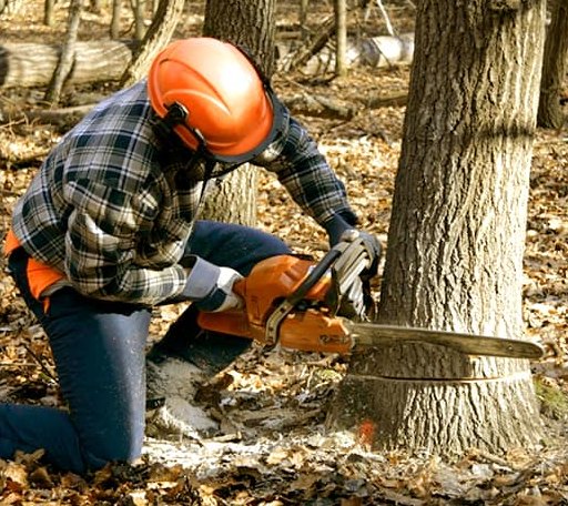 Tree Removal in Cotton Plant, AR